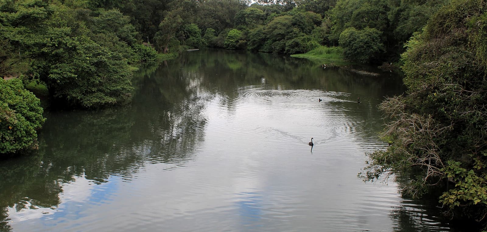 Lago do Parque Ibirapuera cercado de árvores, com um cisne negro