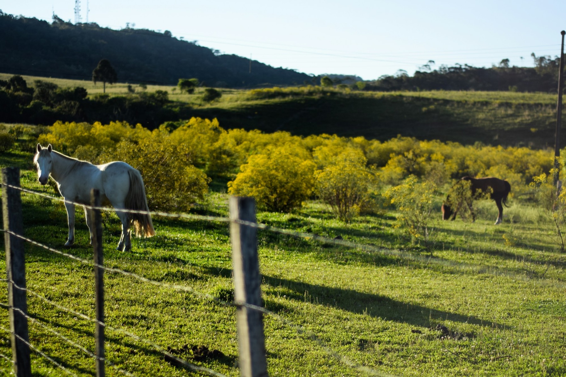 Cavalo em um pasto verde, imagem ilustrativa do campo no interior de São Paulo